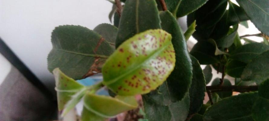 茶花叶子卷曲怎么办？找出原因并解决的方法是什么？