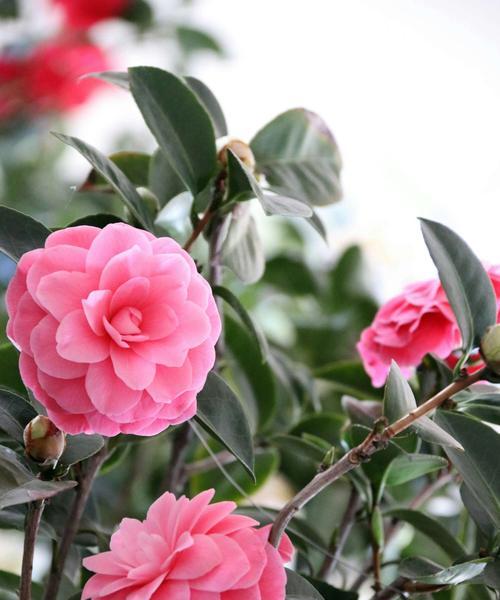 茶花一年开几次花？如何正确养护以促进花期？