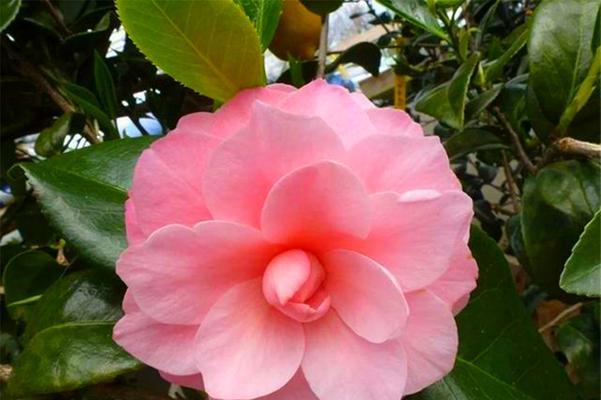茶花一年开几次花？如何正确养护以促进花期？