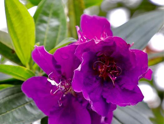 茶花一年开几次花？如何正确养护以促进花期？