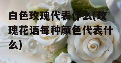 白色玫瑰花代表什么意思？白色玫瑰花花语有哪些含义？