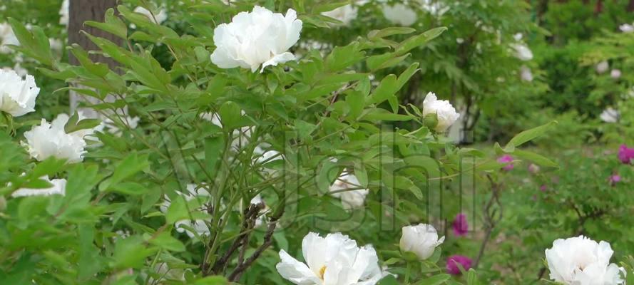白色牡丹花代表什么？白色牡丹花的寓意有哪些？