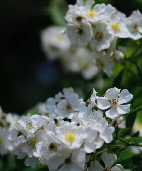 白色蔷薇花的花语有哪些含义？