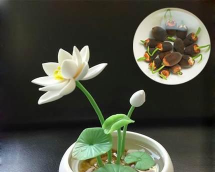 茶花用什么盆栽好？如何选择适合茶花的盆栽？