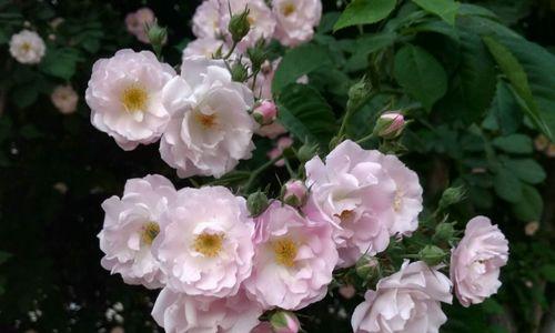 白色蔷薇花的花语有哪些含义？