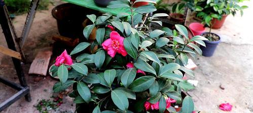 茶花有毒吗？室内养护需要注意什么？