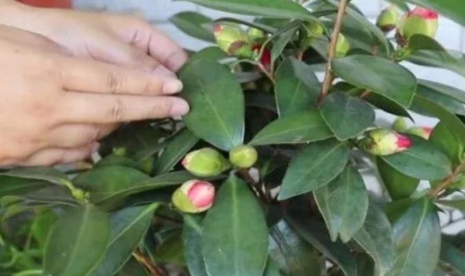 茶花有毒吗？能在家里安全养殖吗？
