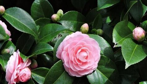 茶花有毒吗？能在家里安全养殖吗？