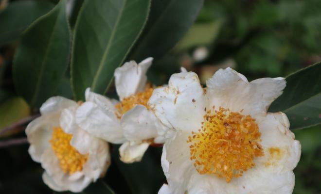 白色山茶花的花语是什么？白色山茶花代表什么含义？