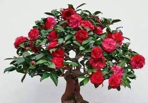茶花有毒吗？能在家里安全养殖吗？