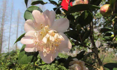 白色山茶花的花语是什么？白色山茶花代表什么含义？