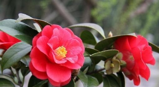 茶花有多少品种？如何区分不同种类的茶花？