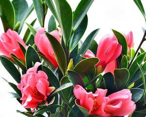 茶花有哪些颜色？常见茶花颜色种类有哪些？