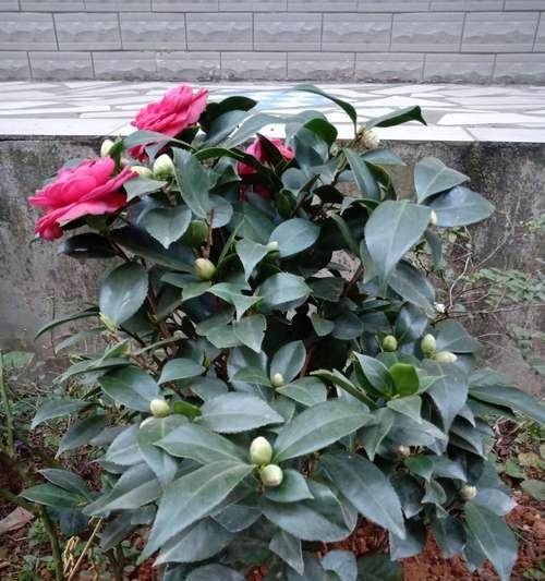 茶花又叫什么花？你知道它的别名吗？