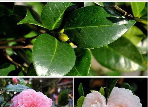 茶花又叫什么花？你知道它的别名吗？