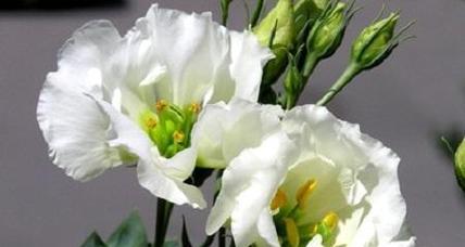 白色洋桔梗代表什么意思？花语有哪些含义？