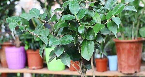 茶花繁殖方法有哪些？繁殖过程中应注意什么？