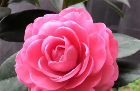 茶花冬季养护要点是什么？如何安全过冬？