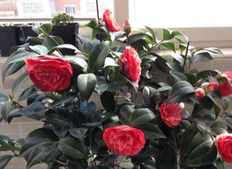 茶花冬季养护要点是什么？如何安全过冬？