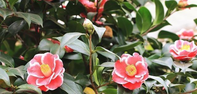 茶花冬季养护要点是什么？如何安全过冬？