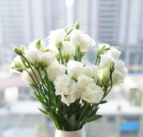 白色洋桔梗花语有哪些含义？