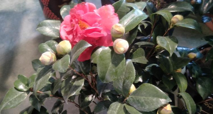 茶花缓苗需要多久？缓苗期间应该注意哪些事项？
