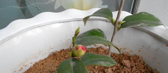 茶花换土换盆的最佳时机是什么时候？步骤和注意事项有哪些？