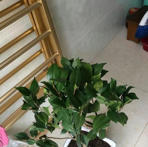 茶花换土换盆的最佳时机是什么时候？步骤和注意事项有哪些？