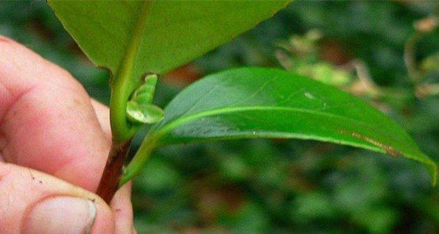 茶花换土换盆的最佳时机是什么时候？步骤和注意事项有哪些？