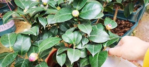茶花怎么浇水方法？正确浇水技巧有哪些？