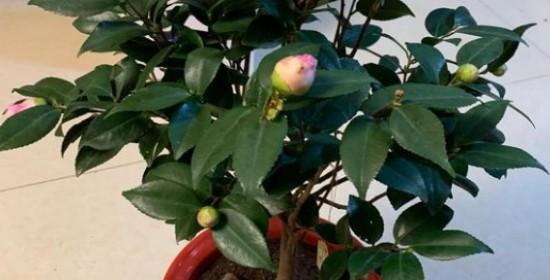 茶花怎么浇水方法？正确浇水技巧有哪些？