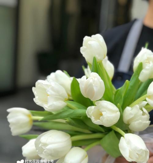 白色郁金香代表什么？它的花语和寓意有哪些常见疑问解答？