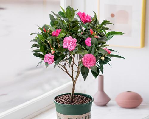 茶花怎么快速开花？有哪些有效促进开花的技巧？
