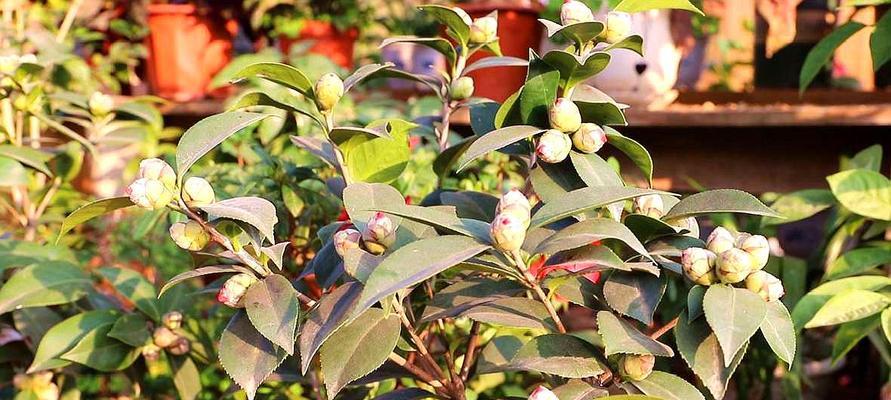 茶花怎么养才开花？掌握这些技巧轻松绽放！