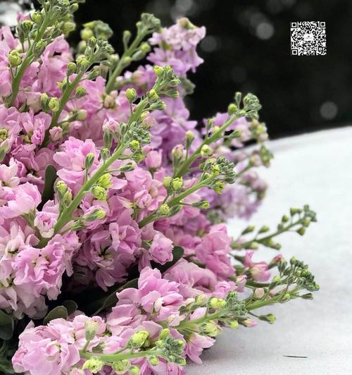 白色紫罗兰代表什么含义？