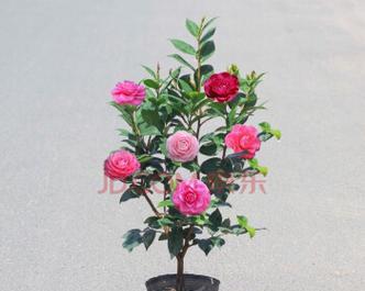 茶花怎么养才能更旺盛？掌握这些技巧让你的茶花茁壮成长！