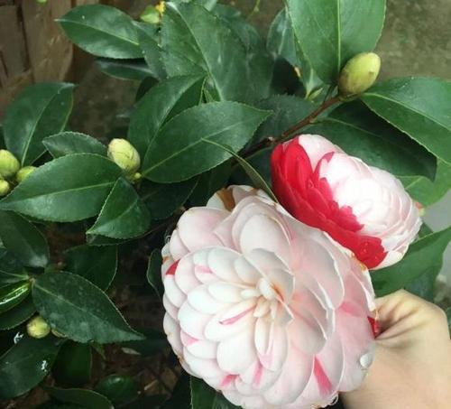 茶花怎么养才能开花多？掌握这些技巧轻松实现！