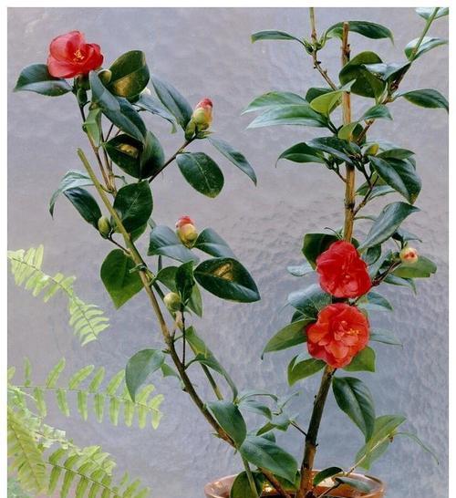 茶花怎么养才能开花多？掌握这些技巧轻松实现！