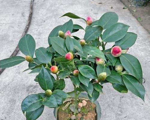 茶花怎么养才能开花多？掌握这些技巧轻松实现！