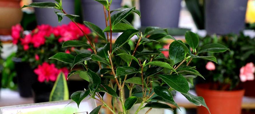 茶花怎么养才长得好？掌握这些养护技巧轻松培育健康茶花