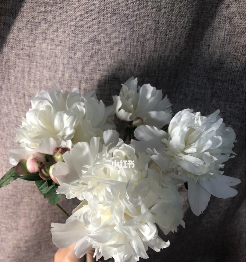 白芍药花语是什么？如何用白芍药表达情感？