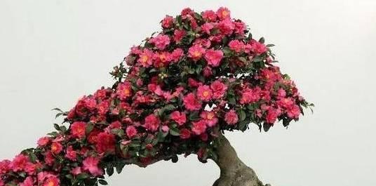 茶花养护技巧有哪些？如何确保茶花健康生长？