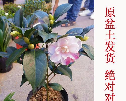 茶花养护技巧有哪些？如何确保茶花健康生长？