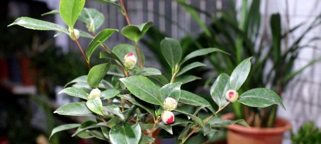 茶花怎么养家庭养法？家里养殖茶花有哪些注意事项？