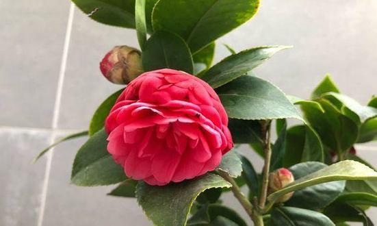 茶花怎么养家庭养法？家里养殖茶花有哪些注意事项？