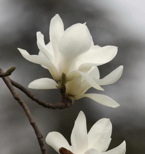 白玉兰的花语是什么？如何用白玉兰表达爱意？