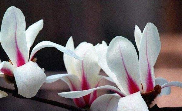 白玉兰的花语是什么？如何用白玉兰表达爱意？