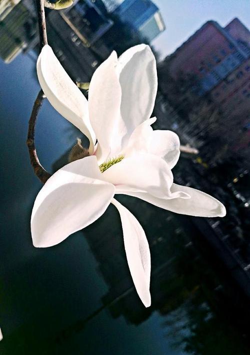 白玉兰的花语是什么？如何用白玉兰表达爱意？