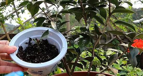 茶花种植的最佳时间和步骤是什么？
