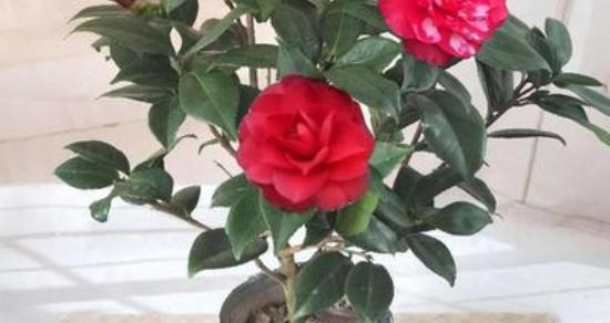 茶花种植的最佳时间和步骤是什么？